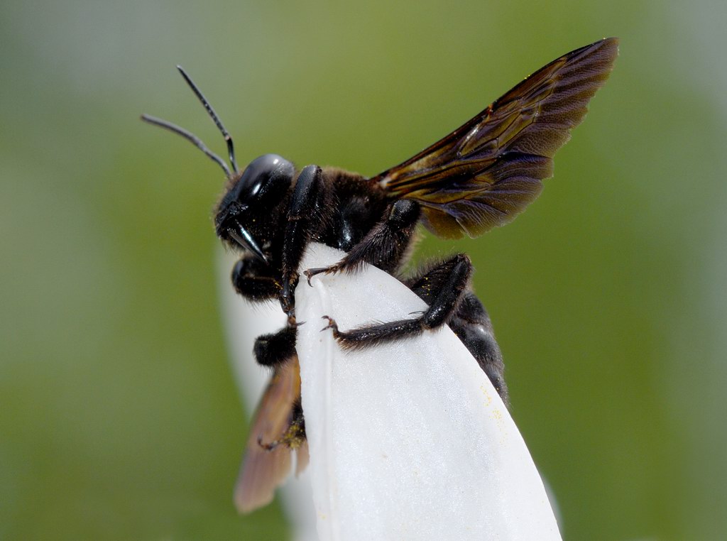 Xilocopa valga.